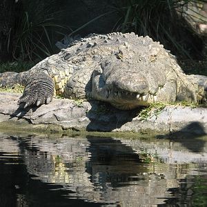 Edge of Africa - Nile Crocodile Exhibit