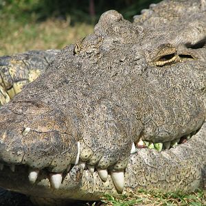Edge of Africa - Nile Crocodile Exhibit