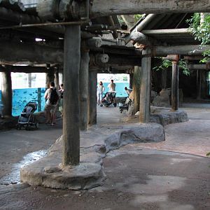 Edge of Africa - River Hippopotamus Exhibit - Viewing Area