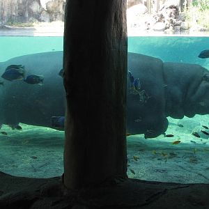 Edge of Africa - River Hippopotamus Exhibit