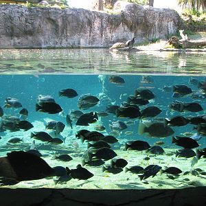Edge of Africa - River Hippopotamus Exhibit