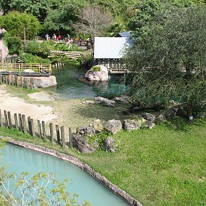 Edge of Africa - River Hippopotamus and Ring-tailed Lemur Exhibits