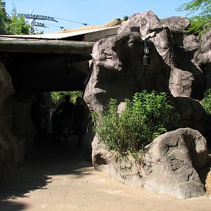Edge of Africa - Ring-tailed Lemur Exhibit - Viewing Cave