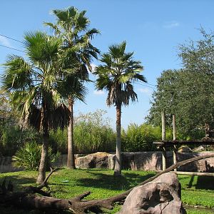 Edge of Africa - Ring-tailed Lemur Exhibit
