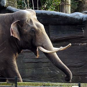 Elephant bull Hussein at Hamburg