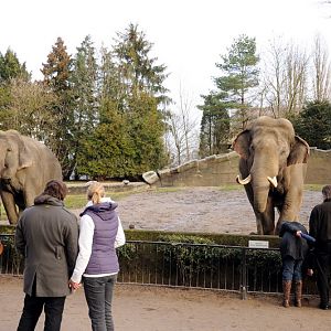 Elephants at Hamburg