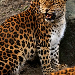 Chinese leopard at Hamburg