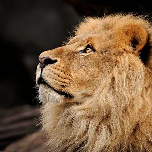 Lion Nawiri at Hamburg