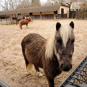 Pony at Hamburg