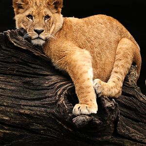 Young lioness at Hamburg