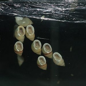 Partula Snails at London, 16/11/11