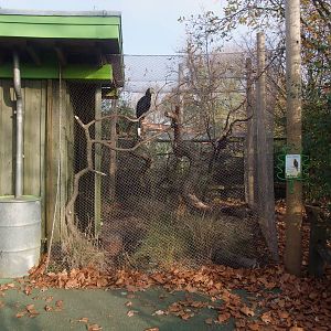 Black Hornbill Aviary at London, 16/11/11