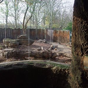 Black-tailed Prairie Marmot Exhibit at London, 16/11/11