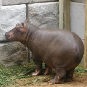 baby hippo