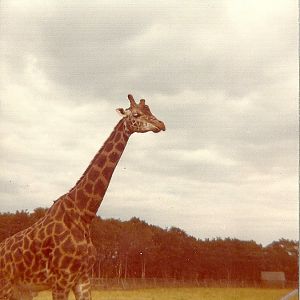 Giraffe 1976