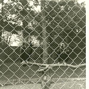 European Black Vultures 1976