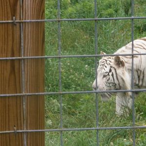 Navarro the White Tiger