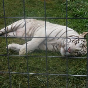 Navarro the White Tiger