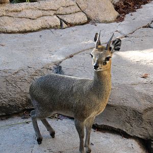 Klipspringer