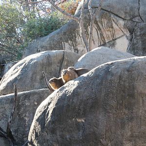 Rock Hyrax