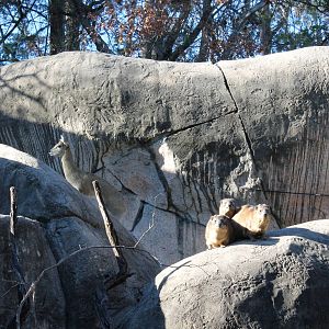 Rock Hyrax and Klipspringer