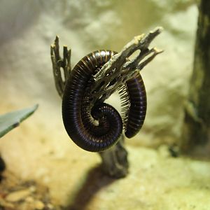 Desert Millipede