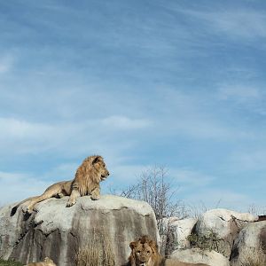 Lions