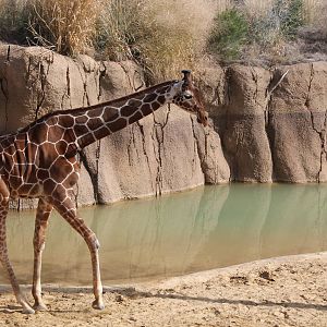 Reticulated Giraffe