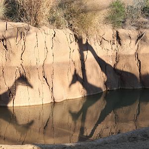 Giraffe Shadows