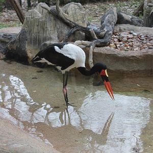 Saddle-Billed Stork