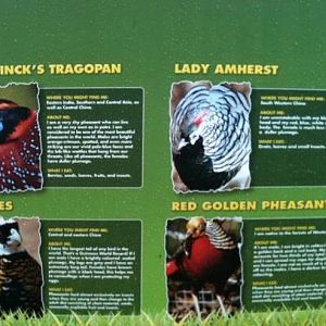 List of Pheasant species in Tayto park