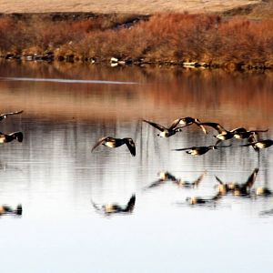 Canada Geese