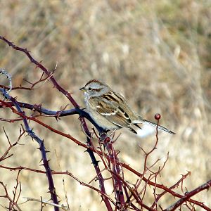 American Tree Sparrow