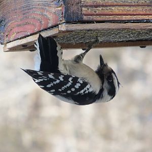 Downy Woodpecker