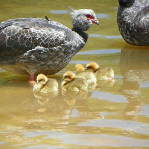 Southern Screamer  (Chauna torquata)