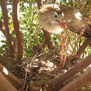 Seriema (Cariama cristata)
