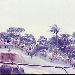 Taronga zoo  dolphin