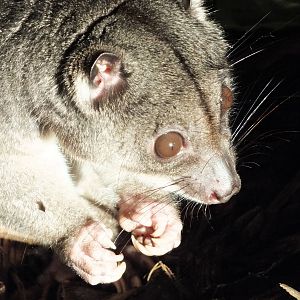 Ground Cuscus (Phalanger gymnotis) at Edinburgh Zoo - 9th January 2012