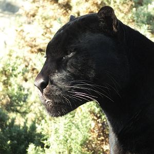 Jaguar (Panthera onca) at Edinburgh Zoo - 9th January 2012