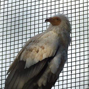 Egyptian Vulture (Neophron percnopterus) at Edinburgh Zoo - 9th January 201