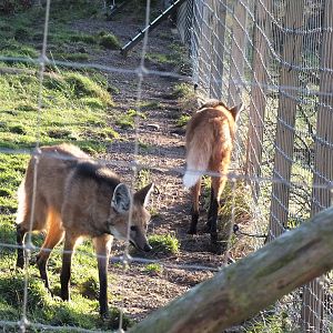 Maned Wolf (Chrysocyon brachyurus) at Edinburgh Zoo - 9th January 2012