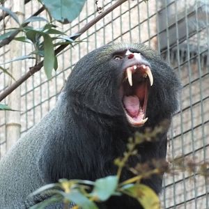 Hamlyn's Monkey (Cercopithecus hamlyni) at Edinburgh Zoo - 9th January 2012