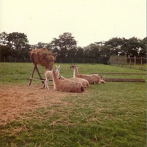 Guanacos 1976