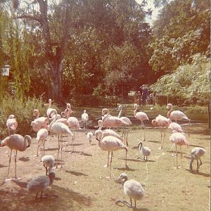 Flamingos 1976