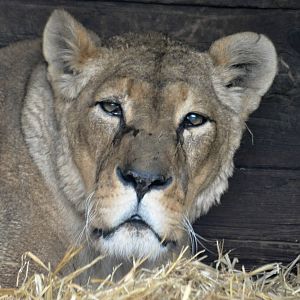 Portrait of an Old Lady