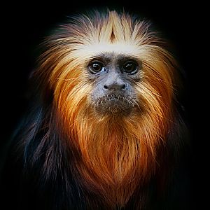 Golden Headed Lion Tamarin