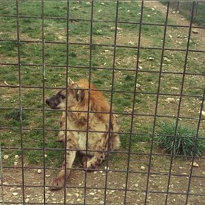Spotted Hyaena early 1980s