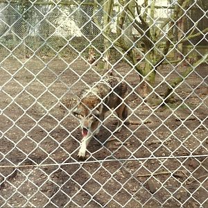 Wolf early 1980s