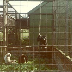 Lar Gibbons early 1980s