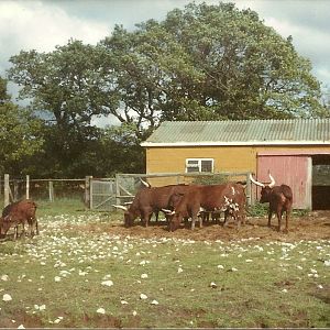Ankole Cattle early 1980s